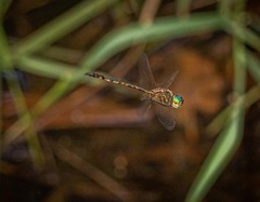 Hemicordulia continentalis