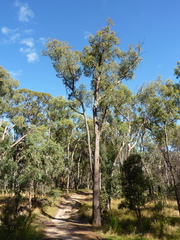 Eucalyptus macrorhyncha macrorhyncha