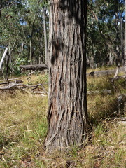 Eucalyptus macrorhyncha macrorhyncha