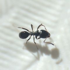 Ochetellus glaber