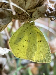 Eurema mandarina