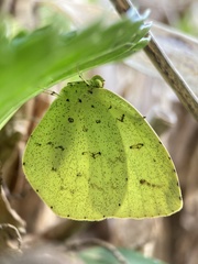 Eurema mandarina