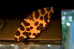 Pantherodes unciaria