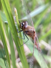 Sympetrum frequens