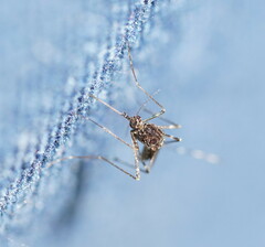 Aedes alboannulatus