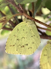 Eurema mandarina