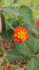 Lantana camara