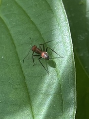 Colobopsis