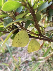 Eurema mandarina