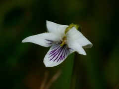 Viola lyallii