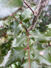 Berberis aquifolium