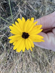 Coreopsis leavenworthii