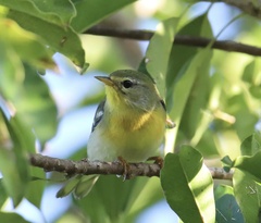 Setophaga americana