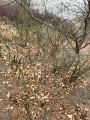 Prosopis glandulosa