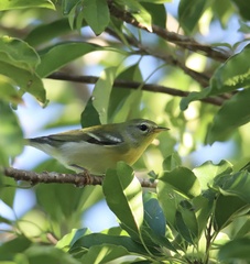 Setophaga americana