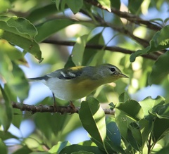 Setophaga americana