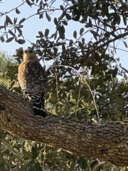 Buteo lineatus