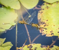 Hydrobasileus brevistylus