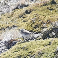 Anthus novaeseelandiae
