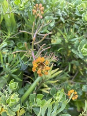 Quinchamalium chilense