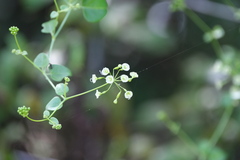 Commicarpus