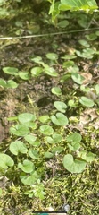 Hydrocotyle verticillata