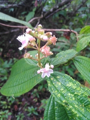 Miconia tococa