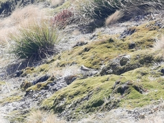 Anthus novaeseelandiae