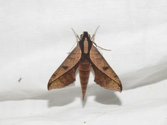 Xylophanes epaphus