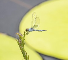 Brachydiplax denticauda