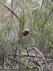 Allocasuarina humilis