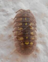 Armadillidium granulatum