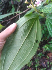 Miconia tococa