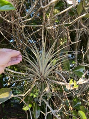 Tillandsia fasciculata