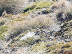 Anthus novaeseelandiae