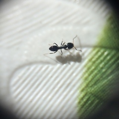 Ochetellus glaber