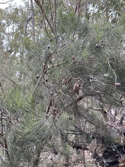 Allocasuarina humilis