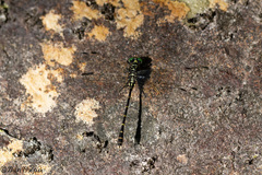 Stylogomphus albistylus