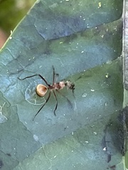 Polyrhachis bihamata