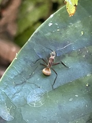 Polyrhachis bihamata