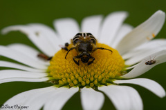 Trichiotinus assimilis