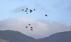 Calyptorhynchus banksii