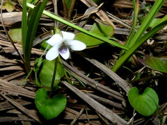 Viola lyallii