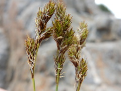 Carex tahoensis