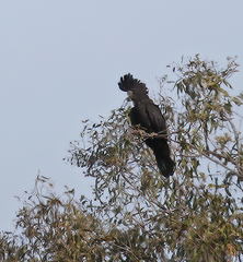 Calyptorhynchus banksii