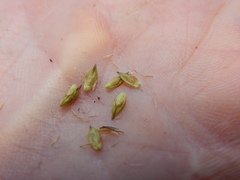 Carex tahoensis
