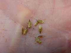 Carex tahoensis