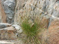 Carex tahoensis