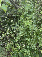 Commicarpus