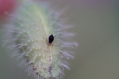 Aphis gossypii